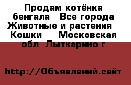 Продам котёнка бенгала - Все города Животные и растения » Кошки   . Московская обл.,Лыткарино г.